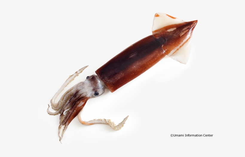 Squid - Giant Squid, transparent png download