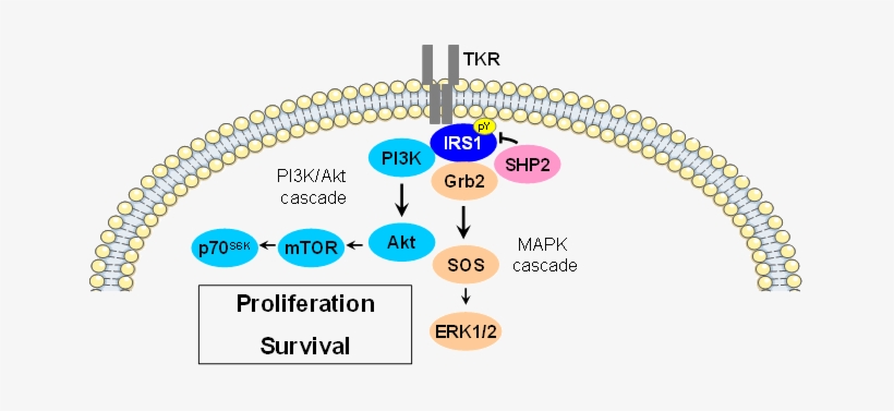 Localisation, Irs1 Is Predominantly Found In The Cytoplasm - Irs 1 Signaling Pathway, transparent png download