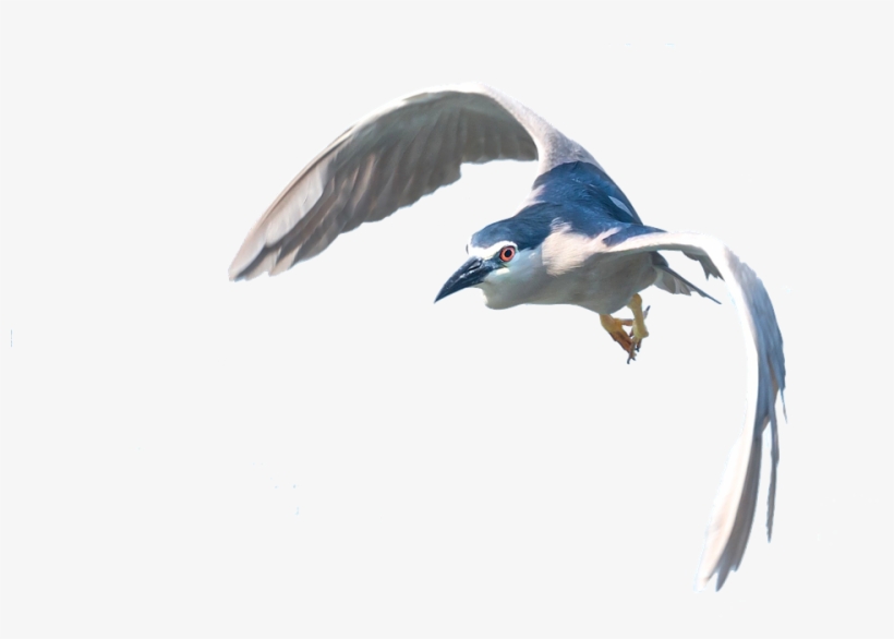 Heron, Flight, Isolated, Bird, Plumage, Water Bird - Fllying Heron Png, transparent png download