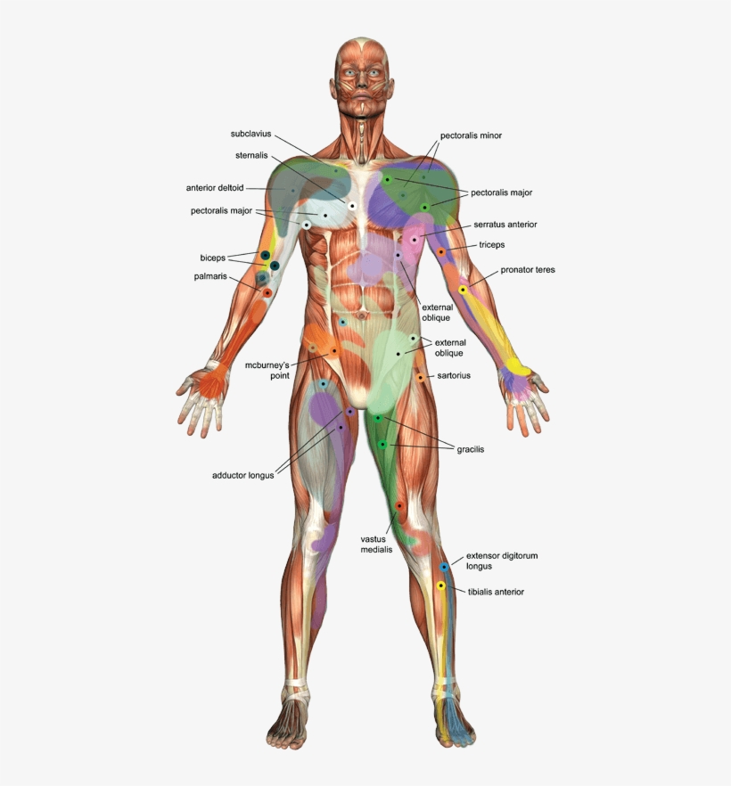 You've Got A Sore Shoulder, So You Are Looking Forward - Trigger Point Massage Tools, transparent png download
