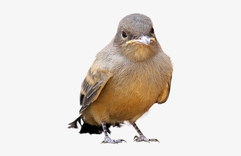 A Small Bird Hopping Along The Ground Who Has Stopped - Birds On The Ground Png, transparent png download