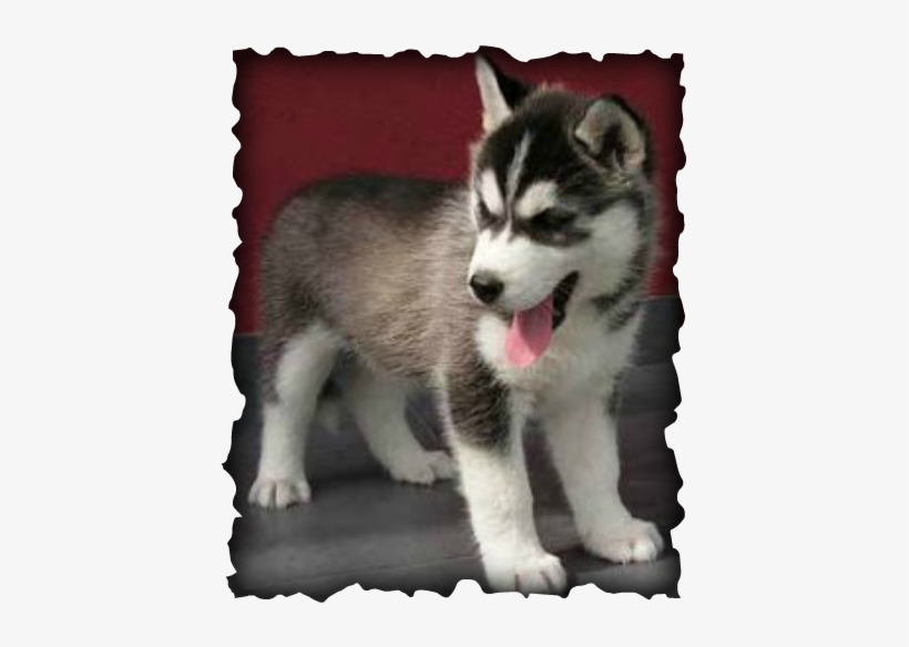 We Recommend All New Customers Of Sonrise Kennels Siberian - Husky, transparent png download