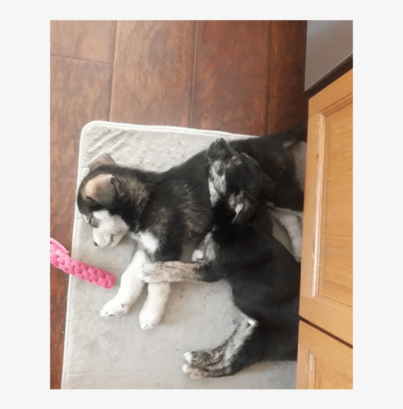 Puppy Rate - Companion Dog, transparent png download