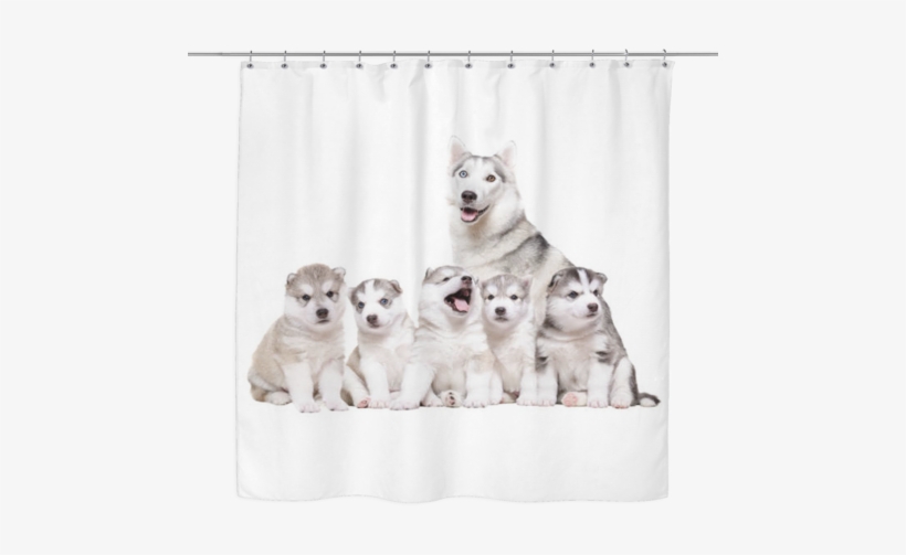Siberian Husky Puppies Shower Curtain - Cachorros De Raza, transparent png download