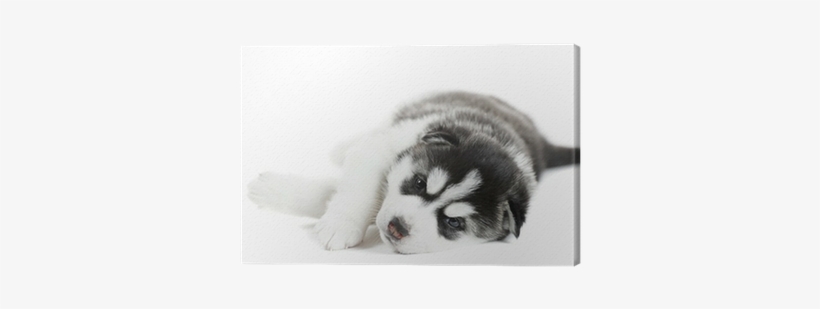 Siberian Husky, transparent png download