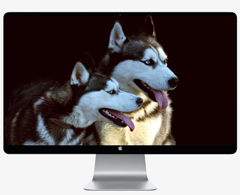 Score 50% - Siberian Husky, transparent png download