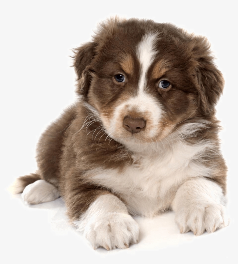 Siberian Husky Puppy Cat Pet Carrier Cute Dog 1100 - Australian Shepherd Puppy White Background, transparent png download