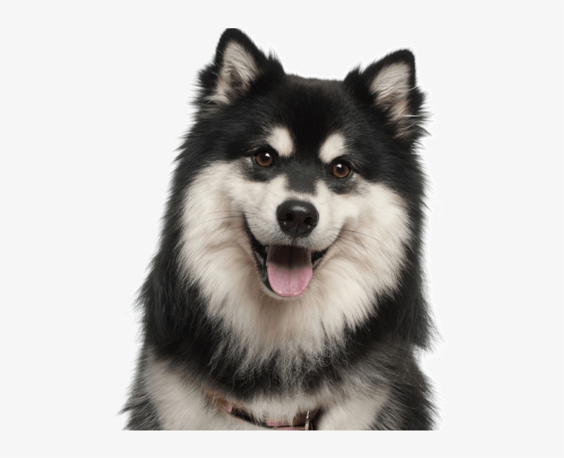 Finnish Lapphund - Finnish Lapphund 1 Year, transparent png download