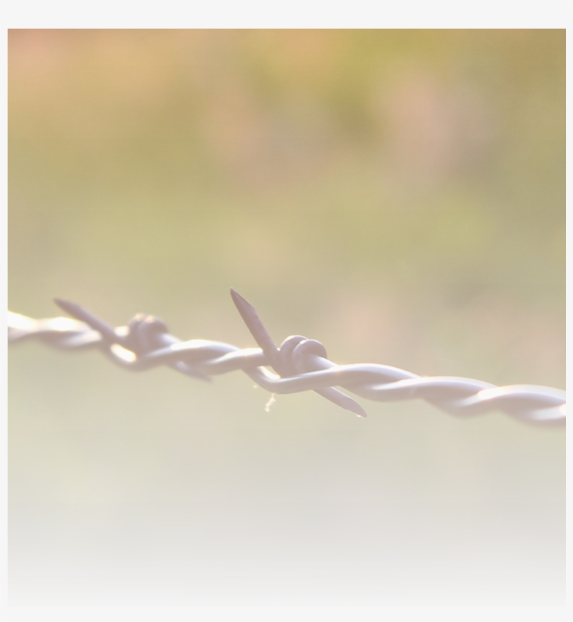 Koester Red Angus Reference Sires, Registered With - Barbed Wire, transparent png download