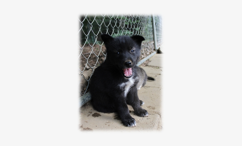 Img 010283838 - Solid Black Husky Puppy, transparent png download