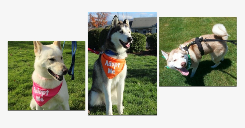 View Our Available Dogs - Siberian Husky, transparent png download