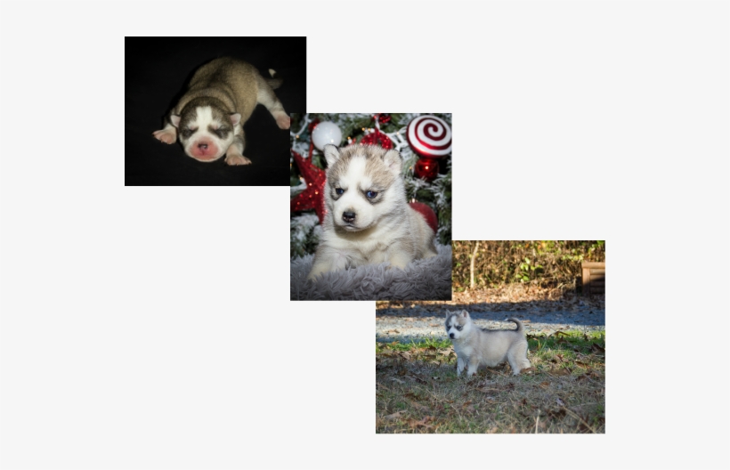 F4-nala 2013 Sold - Miniature Siberian Husky, transparent png download
