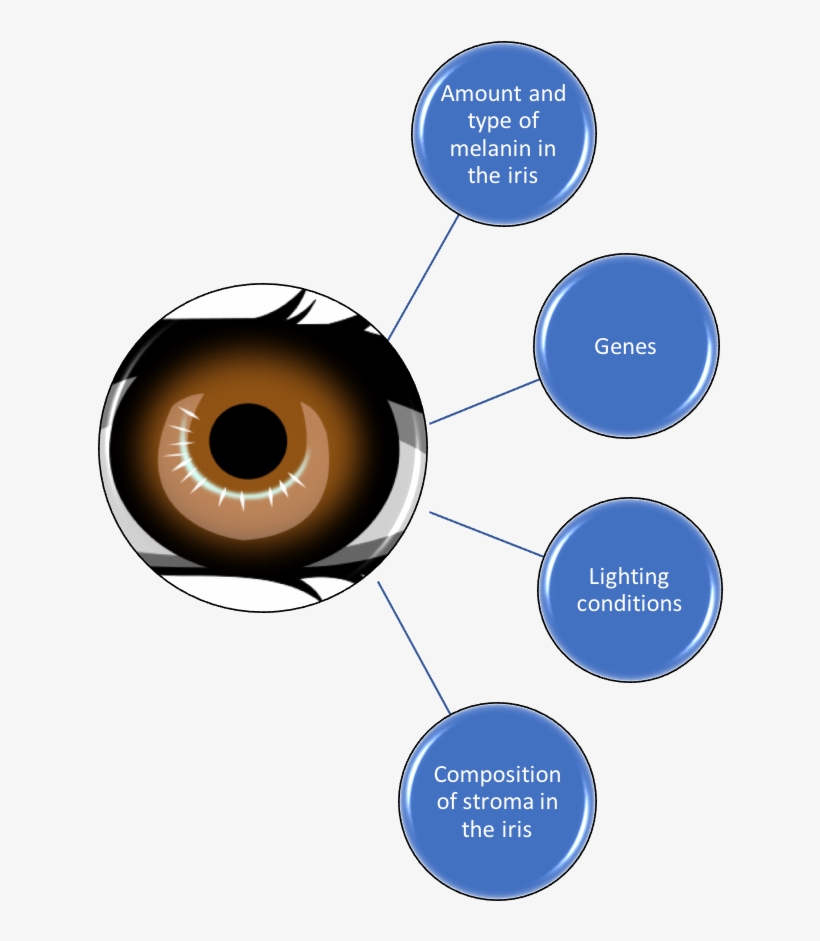 Factors Affecting Eye Colour Picture1 - Blue Eye Clip Art, transparent png download