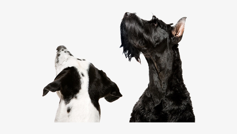 Diets For Dogs And Cats, Rmbs , Marrow Bones And Chews, - Companion Dog, transparent png download