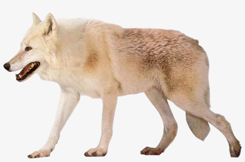 Czechoslovakian Wolfdog Arctic Wolf Alaskan Tundra - Arctic Wolf White Background, transparent png download