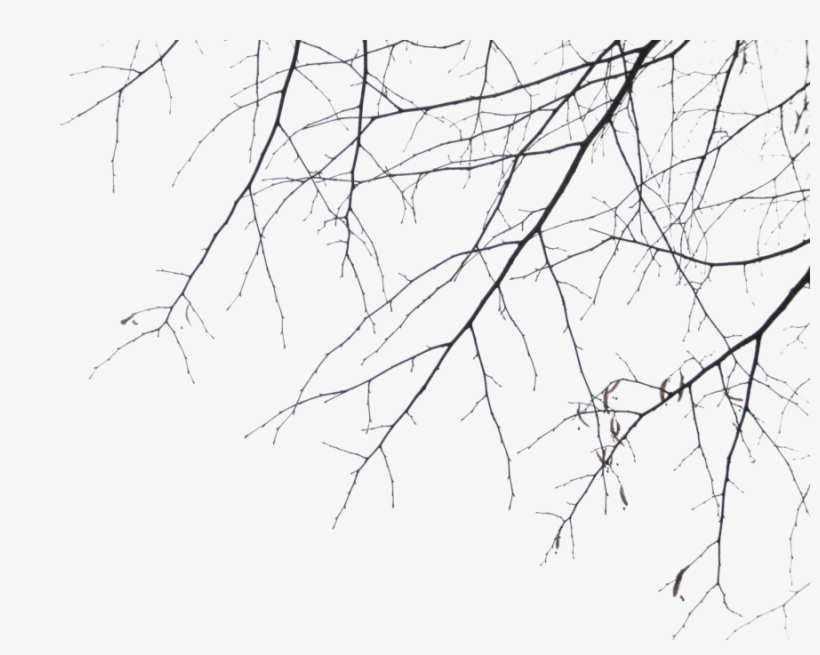 Report Abuse - Branches, transparent png download