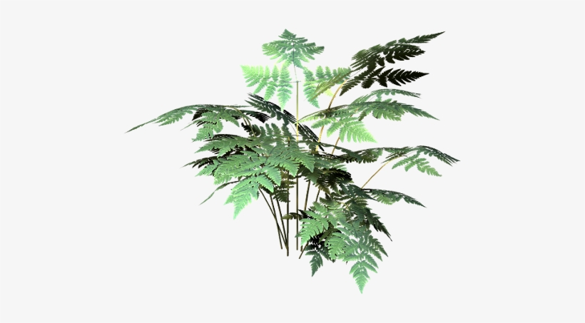 Tubes Champignons / Feuillages - Redwood, transparent png download