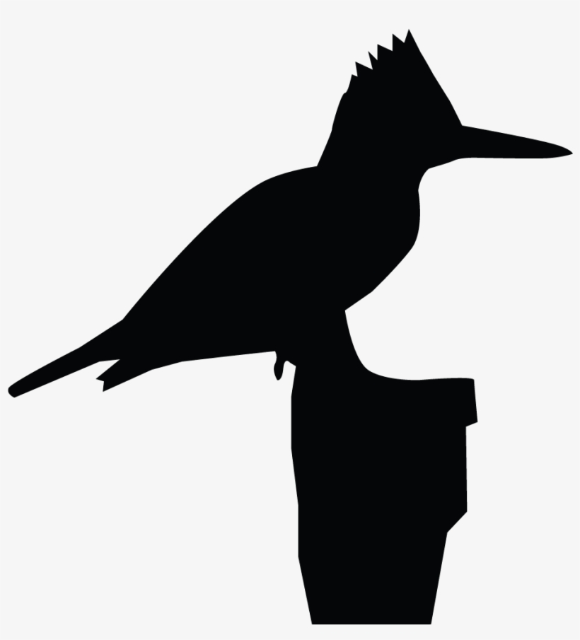 Belted Kingfisher Overview, All About Birds, Cornell - All About Birds, transparent png download
