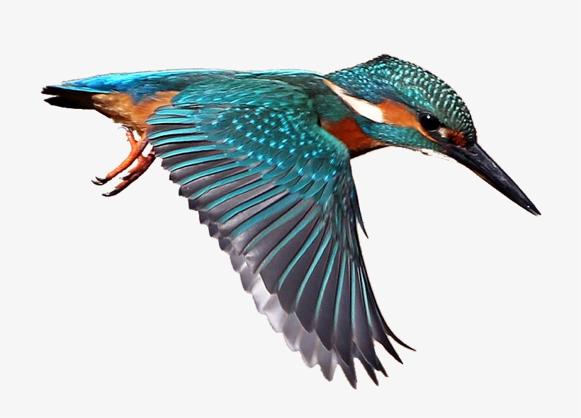 Masked Bird Image - Kingfisher Transparent, transparent png download