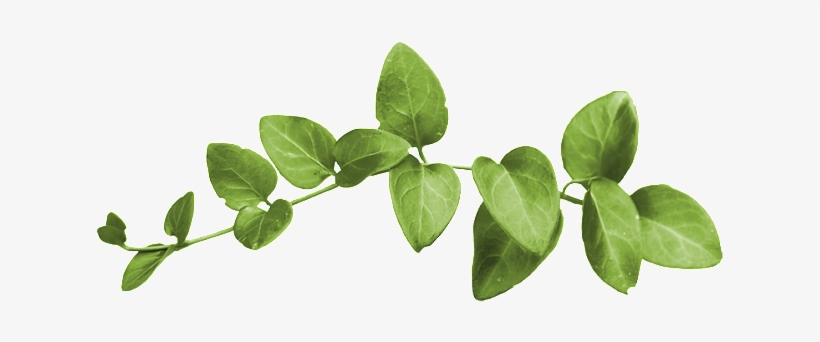 Leaf, transparent png download