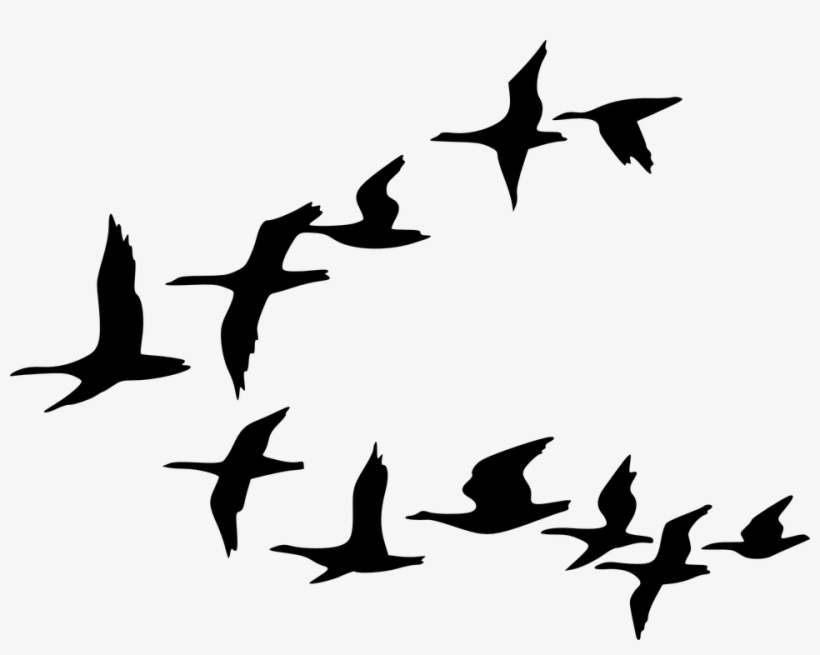 Tree And Bird Silhouette At Getdrawings - Flock Of Birds Clipart, transparent png download