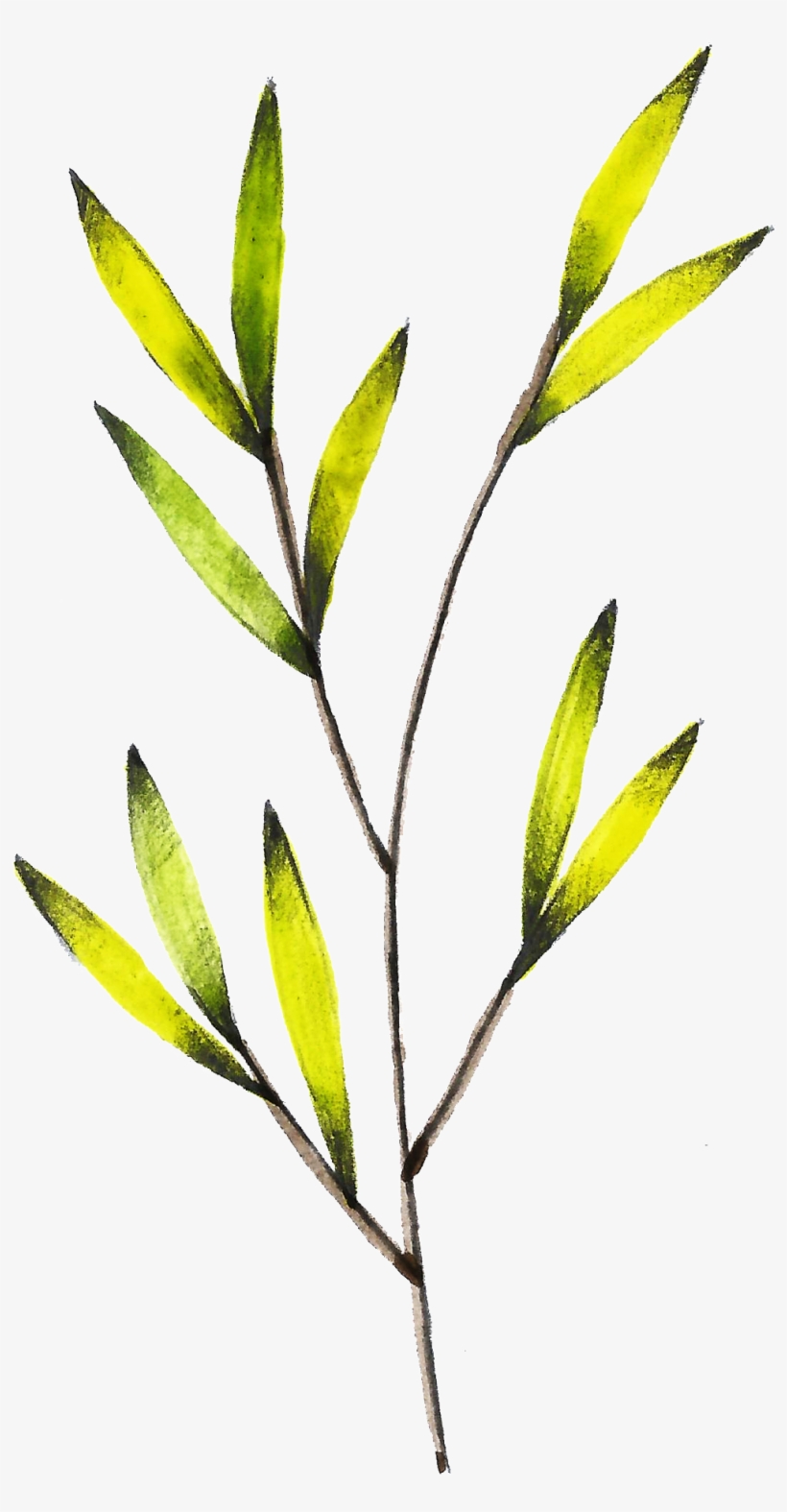 Este Gráficos Es Png Transparente De Color Amarillo - Tea Plant, transparent png download