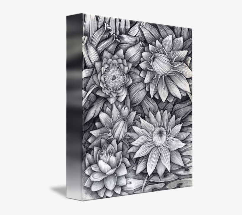 "lotus Dance" By Thomas Lucio, Bronx, Ny // Graphite - Chrysanths, transparent png download