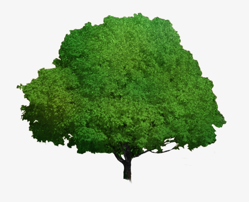 Foliage Progress Foliage Progress - Autumn Leaf Color, transparent png download