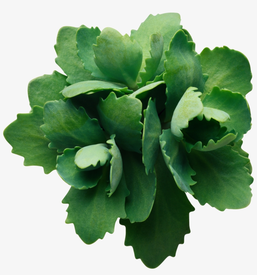 Green Leaves Png Image Purepng Free Transpa Cc0 Png - Green Flower Transparent Background, transparent png download
