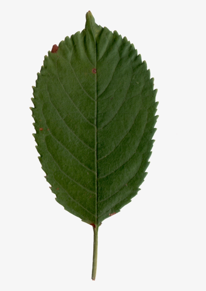 Cherry Leaf Png, transparent png download
