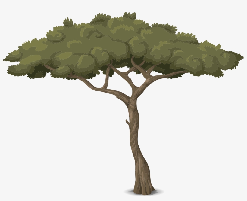 Drawing Of Tree With Thin Trunk And Deep Green Foliage - Baum Grafik, transparent png download