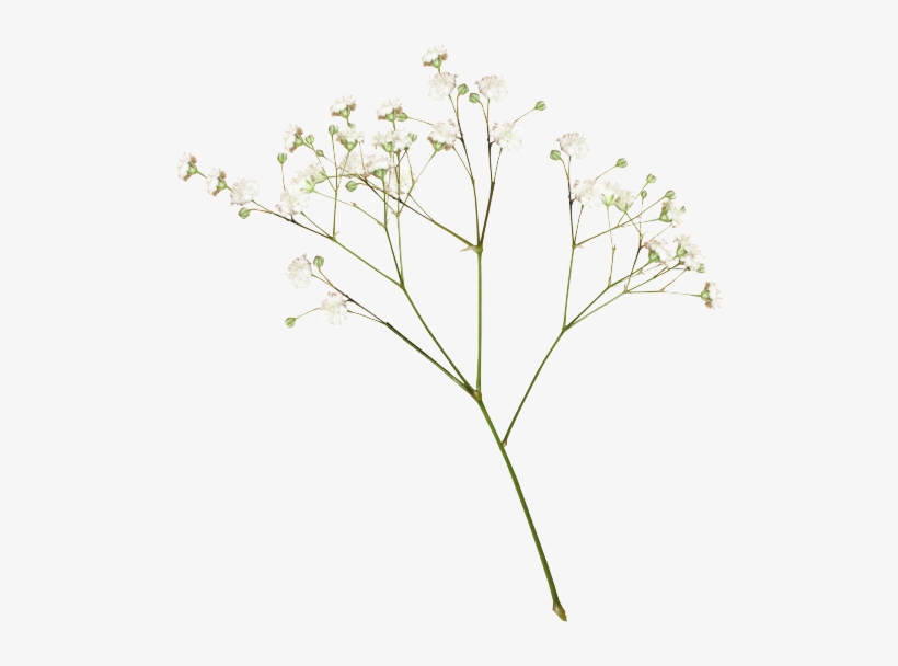 Transparent Flower, transparent png download