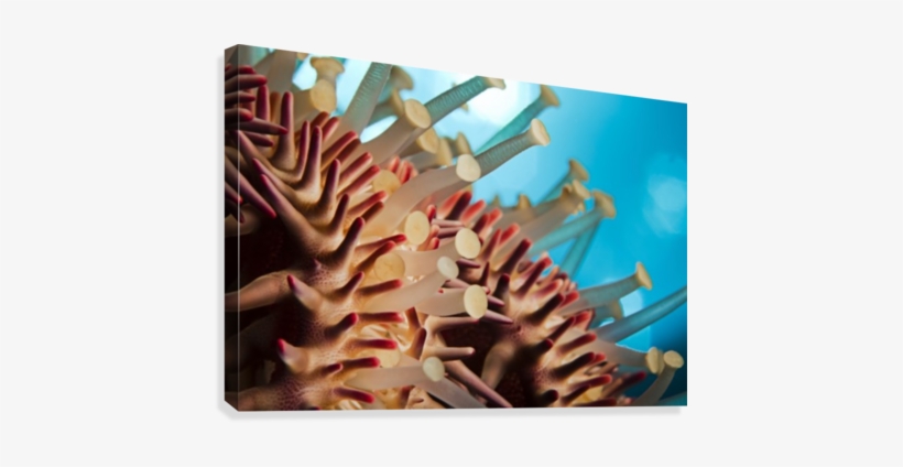 Hawaii, Maui, Molokini, A Macro Shot Of The Spines - Hawaii Maui Molokini A Macro, transparent png download