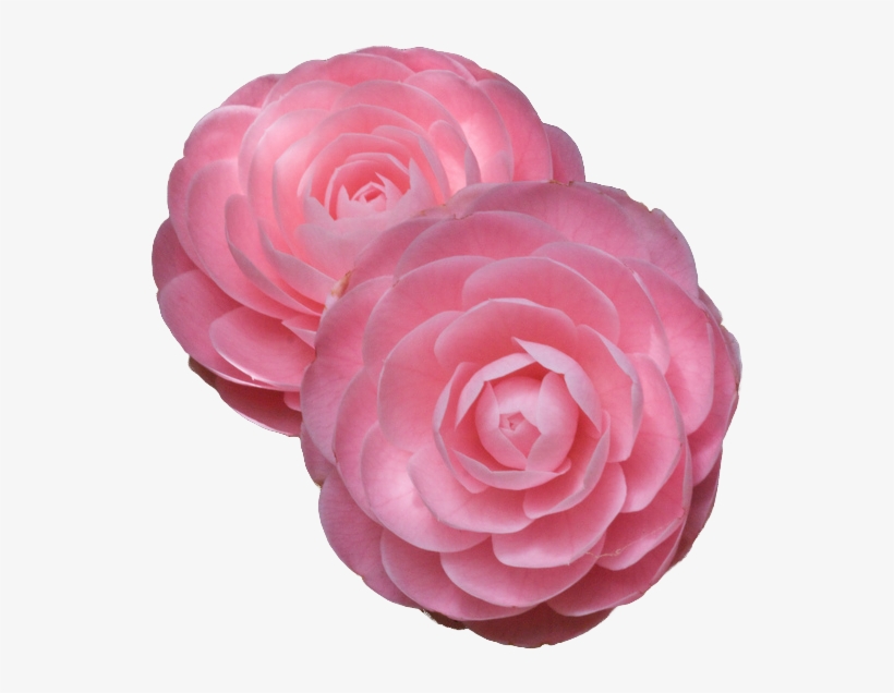 Tumblr Nibzh9boba1rm6jd7o1 1280 - Camellia Png, transparent png download