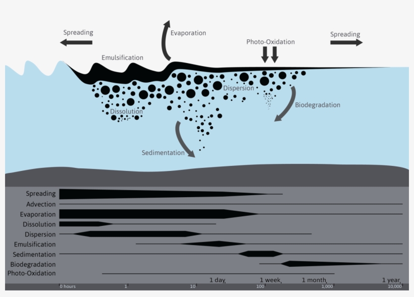 Fate Of Oil At Sea And Modelled Processes - Oil Dissolution Oil Spills, transparent png download