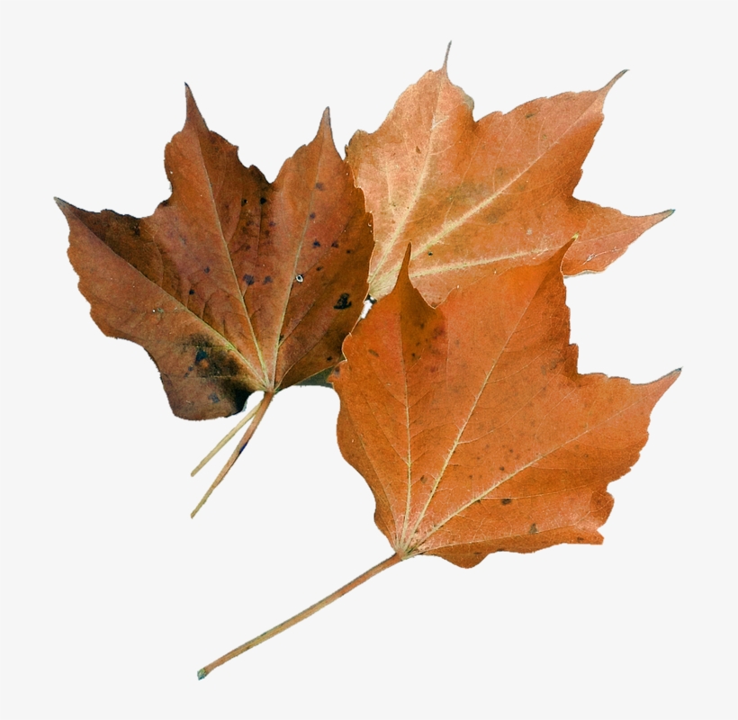The Study Of Nature Is A Large, If Not The Only, Part - Maple Leaf Nature, transparent png download