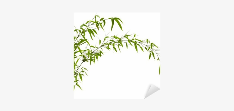 Free Bamboo Leaves Png - Bamboo, transparent png download