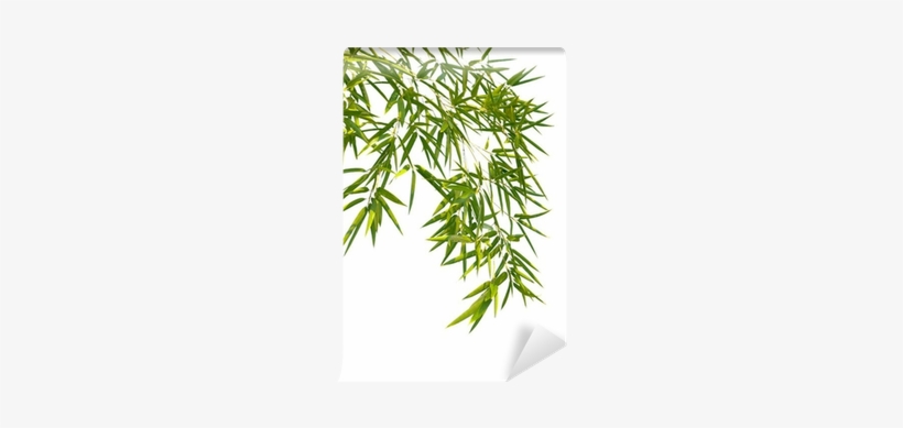 Bamboo, transparent png download