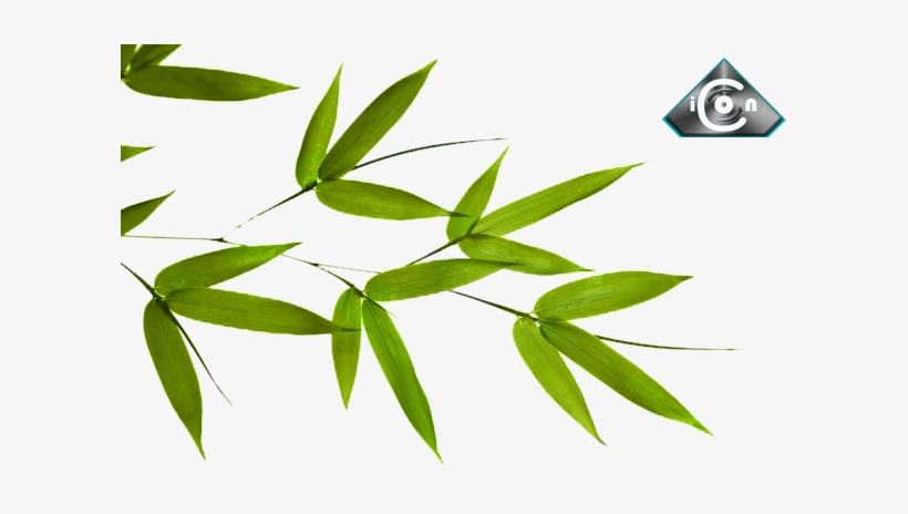 Share This Image - Bamboo Leaves, transparent png download