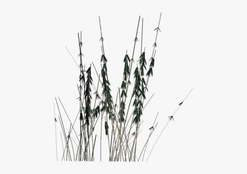 Added By Rob On - Grass, transparent png download