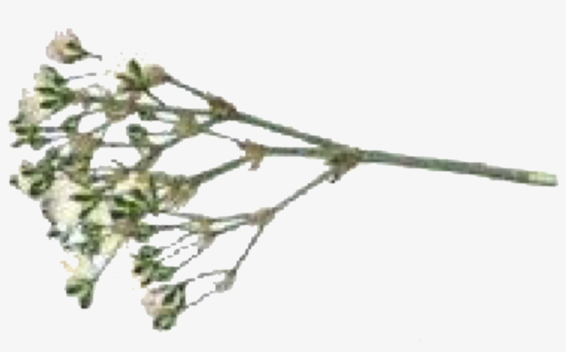 Autumn Themed Filler Pngs /like Or Reblog If Used/ - Pond Pine, transparent png download