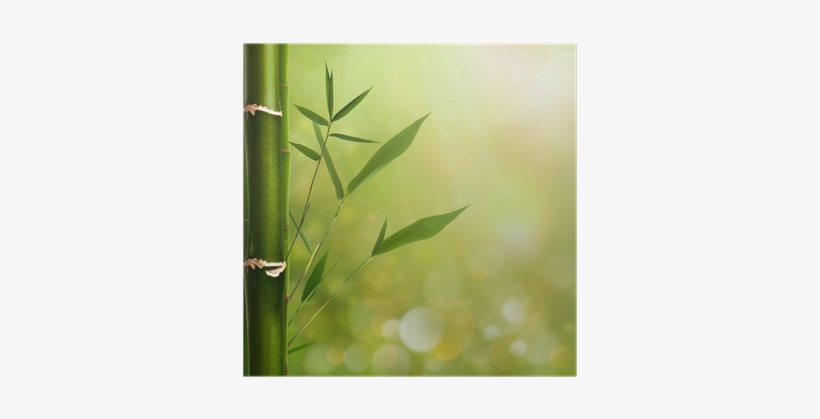 Natural Zen Backgrounds With Bamboo Leaves Poster • - Various Artists / Classical Relaxation, transparent png download