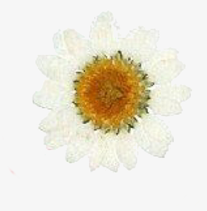 Autumn Themed Filler Pngs /like Or Reblog If Used/ - Chrysanths, transparent png download