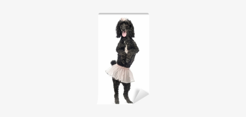 Poodle, 5 Years Old, Standing, Dancing, Wearing A Pink - Dance, transparent png download
