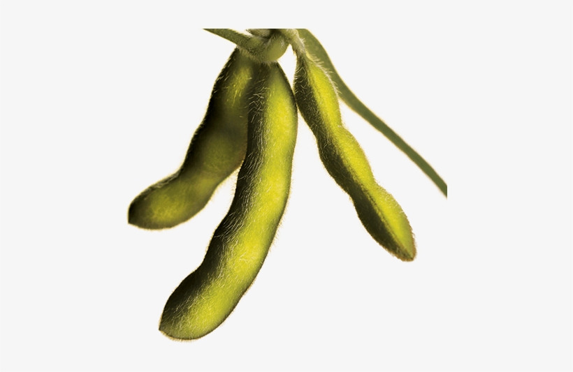 More Beans Per Pod Means More Bushels Per Acre - Soya Bean Plant Png, transparent png download