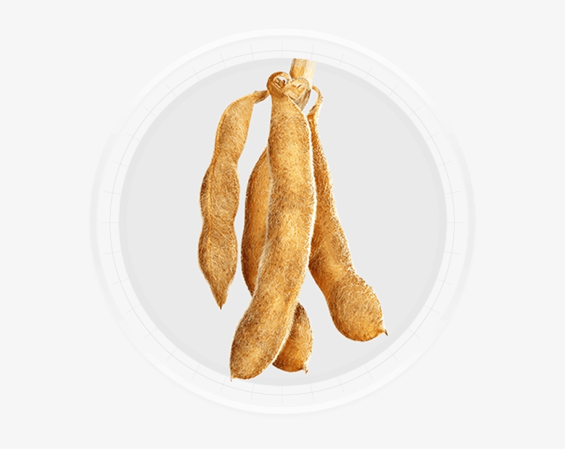 More Beans Per Pod, More Roots, More Nodes - Lil Fan Bottle Holder, Nfl Green Bay Packers, transparent png download