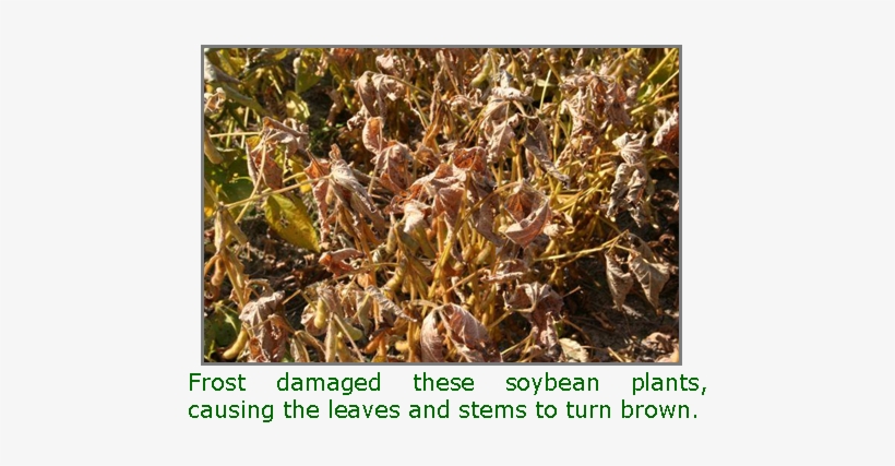 / Figure - Fiber Crop, transparent png download