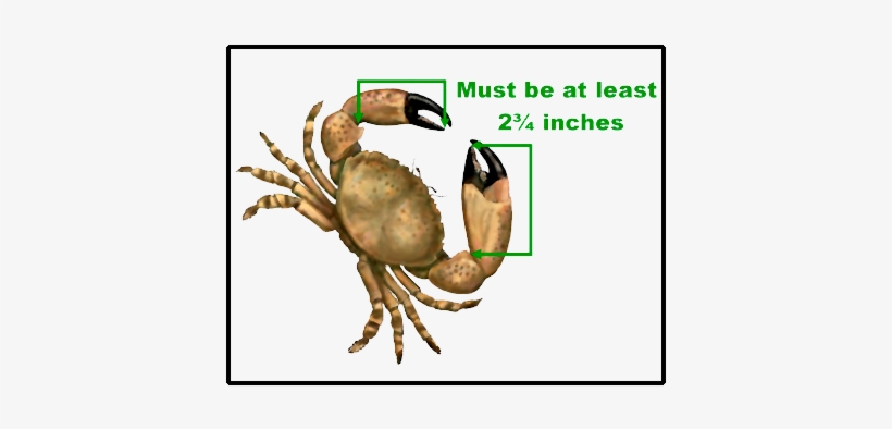 Stone Crab Illustration - Stone Crab, transparent png download
