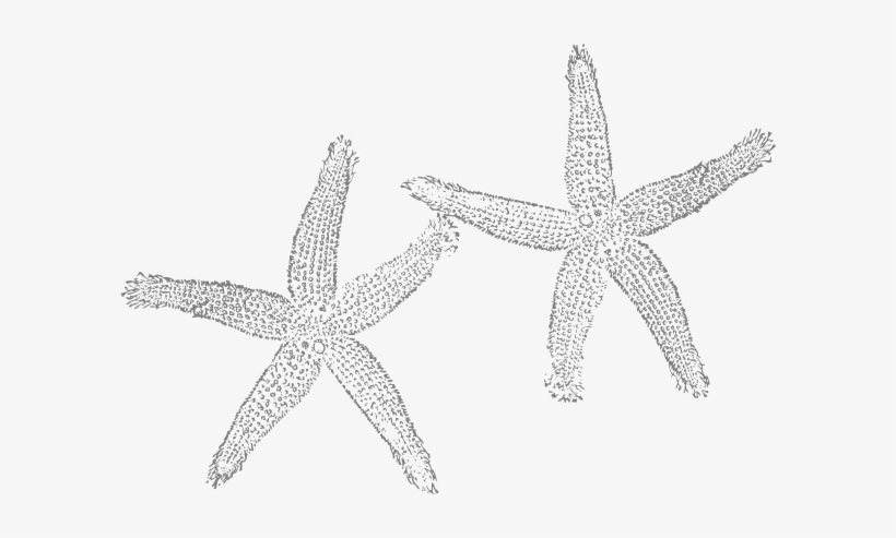 Gray Starfish - Pink Starfish No Background, transparent png download