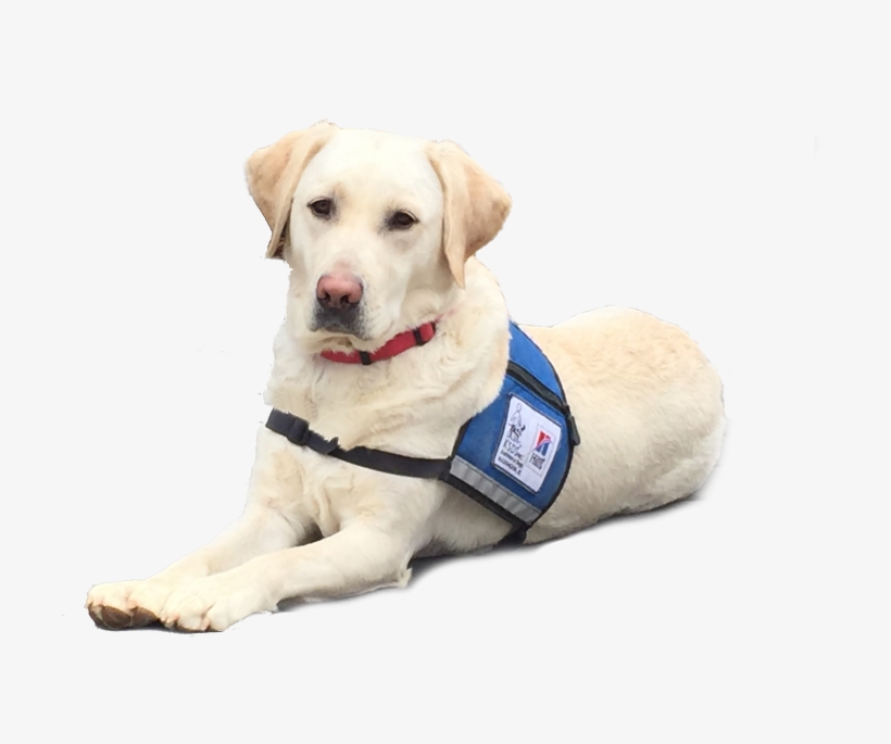Skype No Background - Labrador Retriever, transparent png download